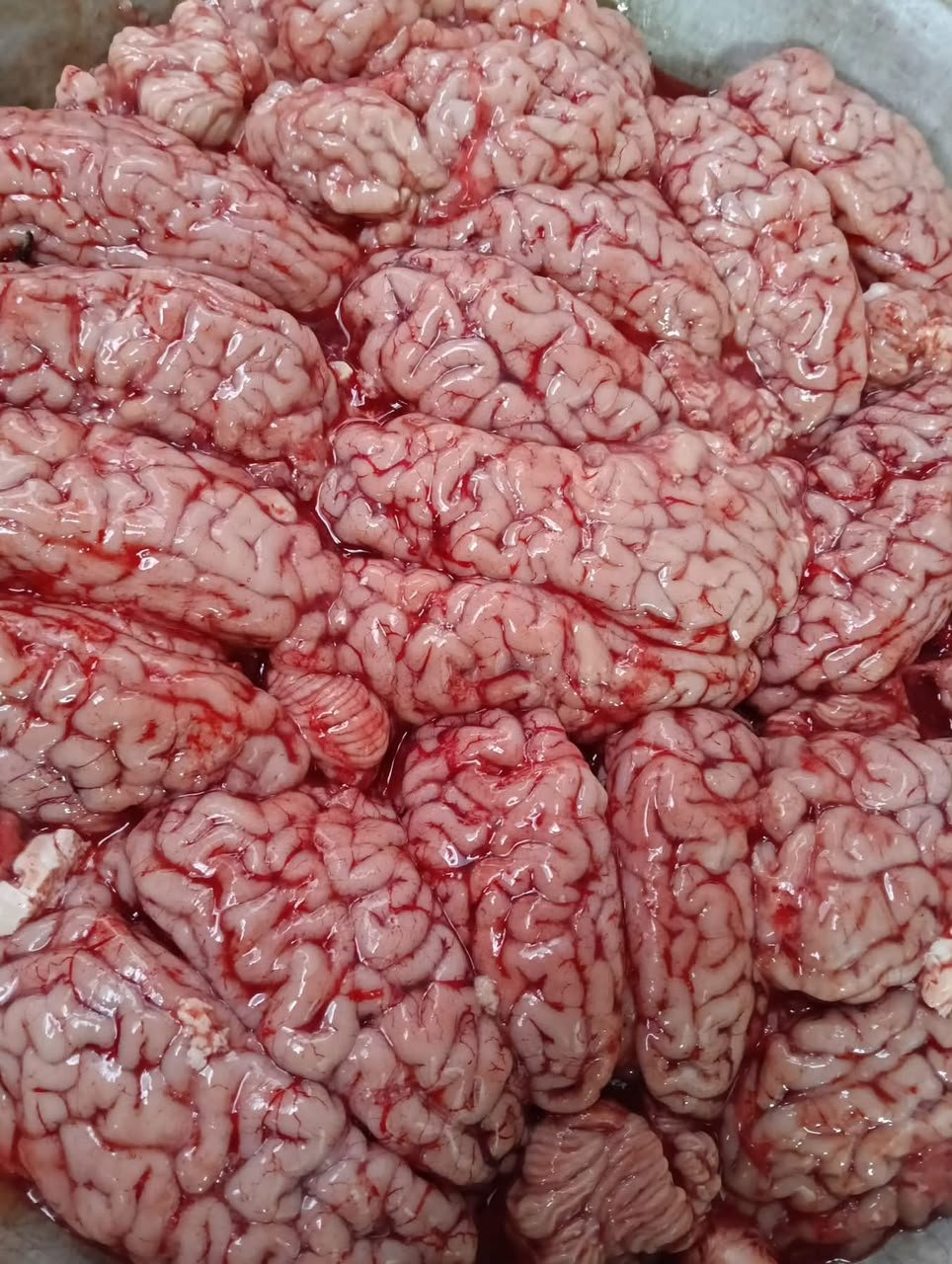 33 مخ - الصورة 1
